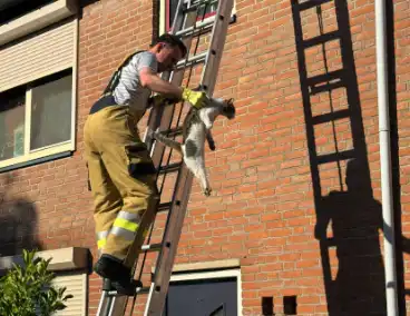 Kat kruipt onder dakpannen, brandweer bevrijdt kat