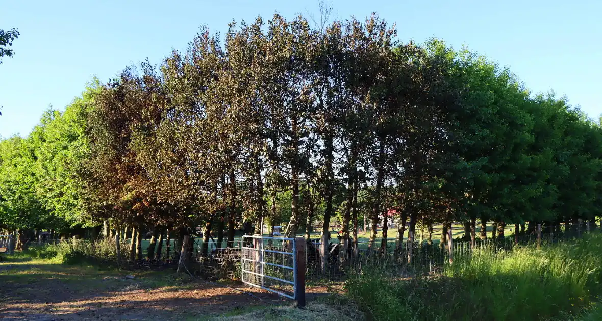 Bomen en pipowagen in brand - Foto 9