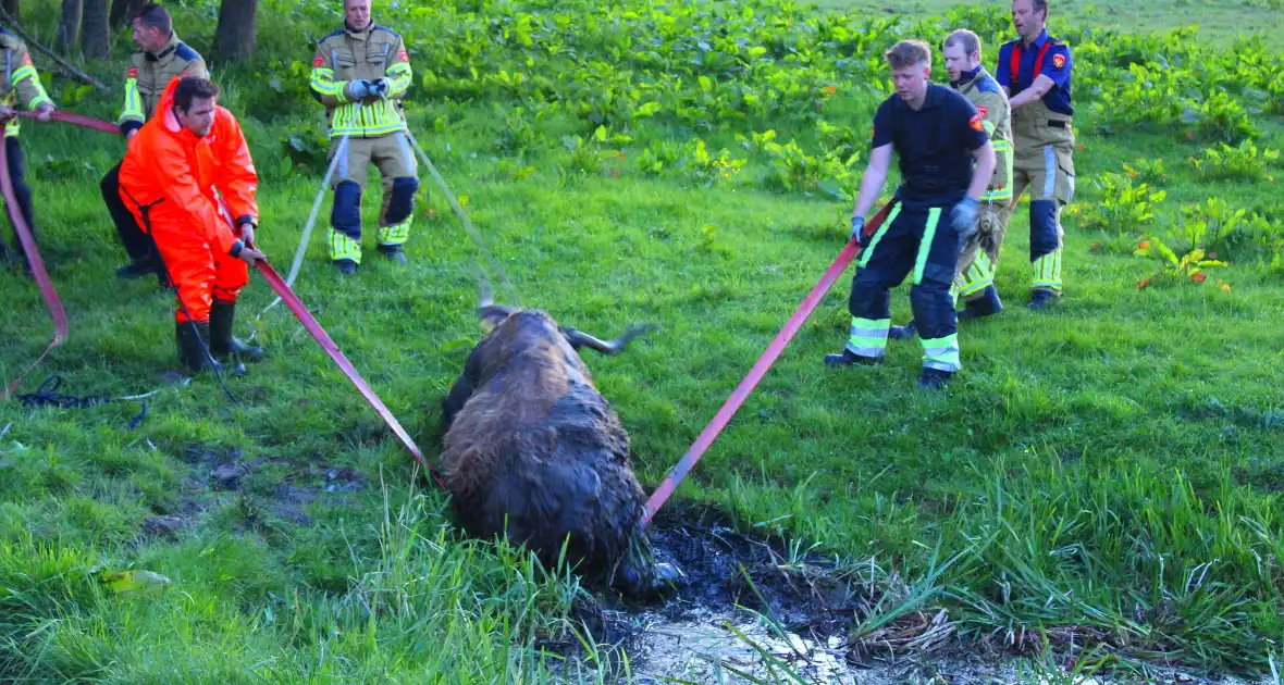 Brandweer redt uit uitgeputte Schotse Hooglander uit sloot