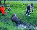 Brandweer redt uit uitgeputte Schotse Hooglander uit sloot
