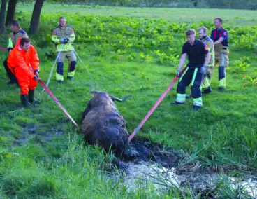 Brandweer redt uit uitgeputte Schotse Hooglander uit sloot