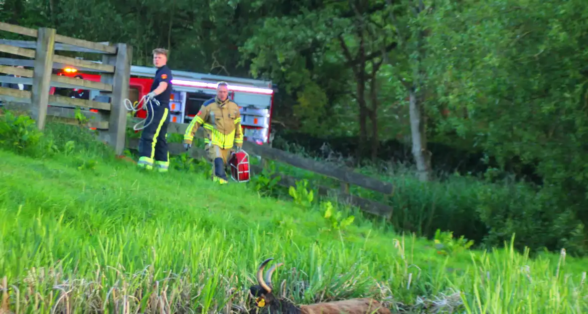 Brandweer redt uit uitgeputte Schotse Hooglander uit sloot - Foto 1