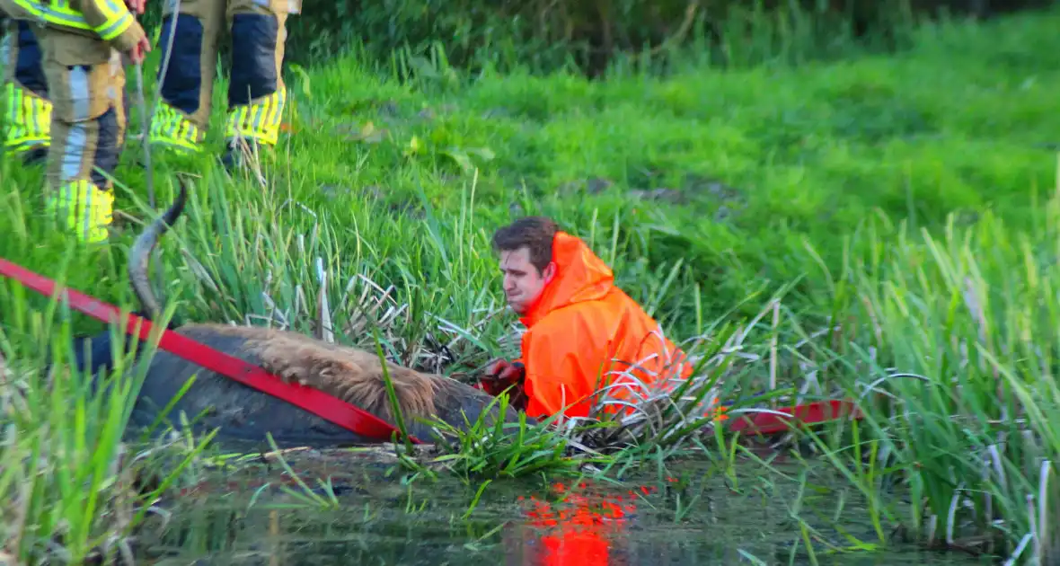 Brandweer redt uit uitgeputte Schotse Hooglander uit sloot - Foto 10