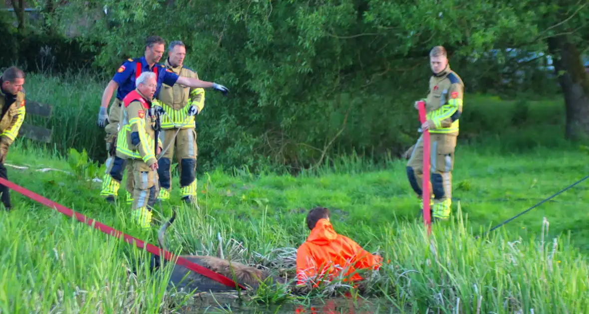 Brandweer redt uit uitgeputte Schotse Hooglander uit sloot - Foto 11