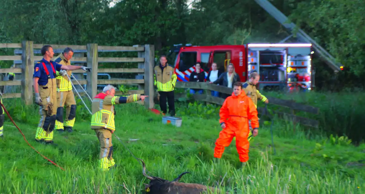 Brandweer redt uit uitgeputte Schotse Hooglander uit sloot - Foto 12