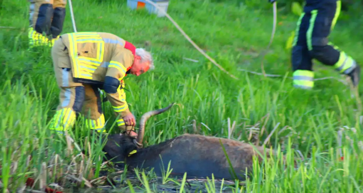 Brandweer redt uit uitgeputte Schotse Hooglander uit sloot - Foto 13