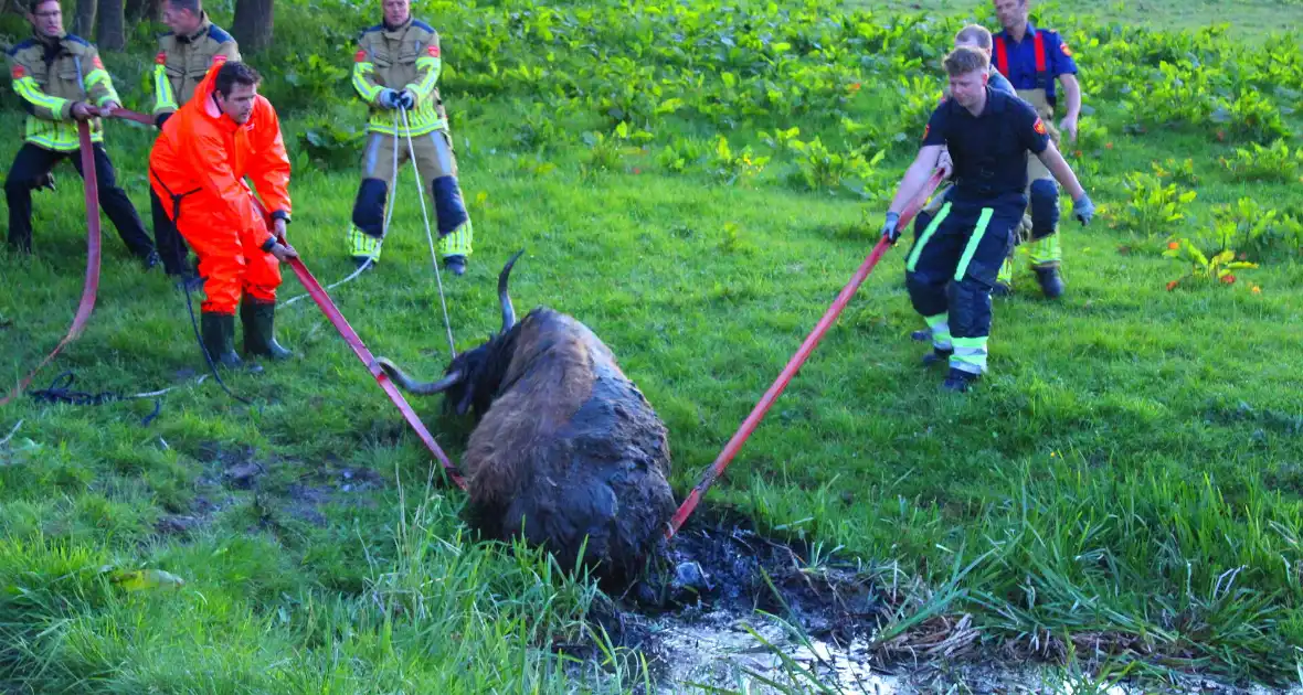 Brandweer redt uit uitgeputte Schotse Hooglander uit sloot - Foto 16