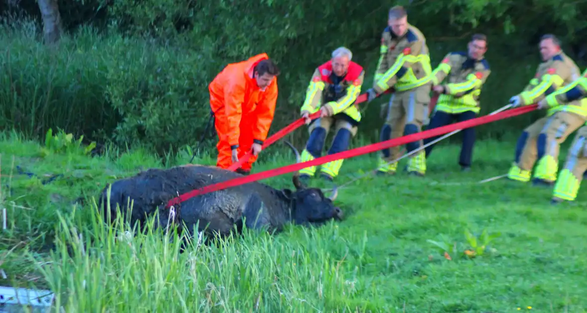 Brandweer redt uit uitgeputte Schotse Hooglander uit sloot - Foto 17