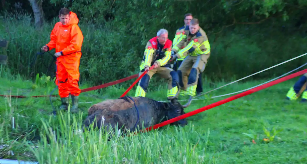 Brandweer redt uit uitgeputte Schotse Hooglander uit sloot - Foto 18