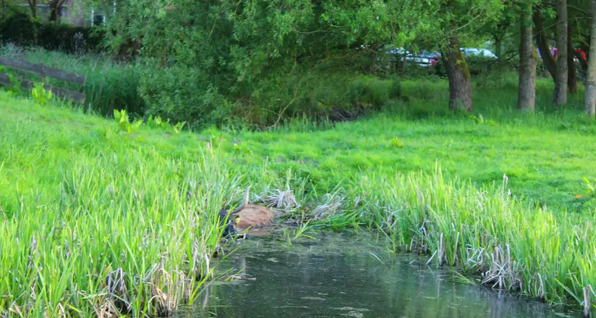 Brandweer redt uit uitgeputte Schotse Hooglander uit sloot - Foto 5