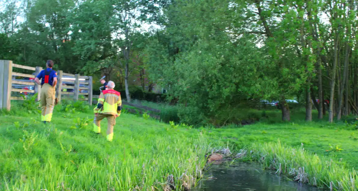 Brandweer redt uit uitgeputte Schotse Hooglander uit sloot - Foto 6