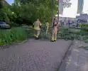 Brandweer ingezet voor boom over de weg