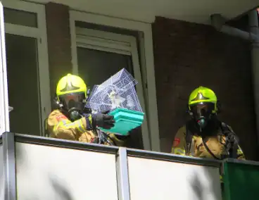 Vogels gered door brandweer bij woningbrand