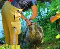 Bok belandt in het water na hondaanval