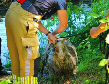 Bok belandt in het water na hondaanval