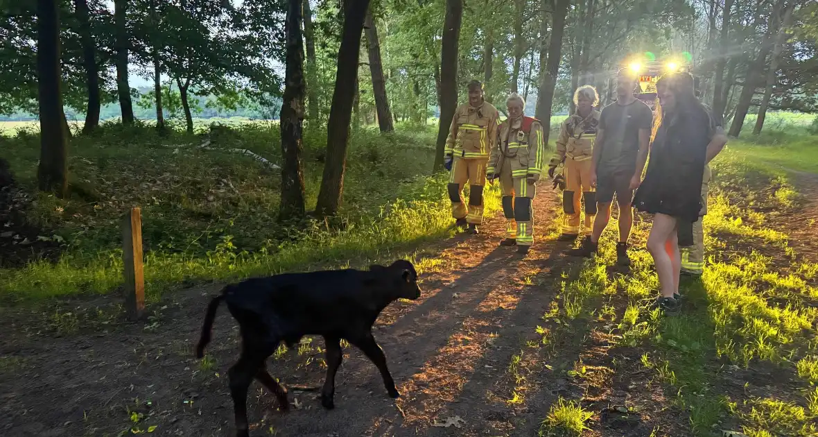 Wandelaars alert bij aantreffen kalf