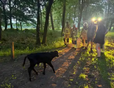 Wandelaars alert bij aantreffen kalf