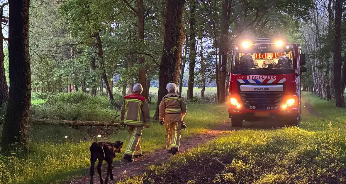Wandelaars alert bij aantreffen kalf - Foto 5