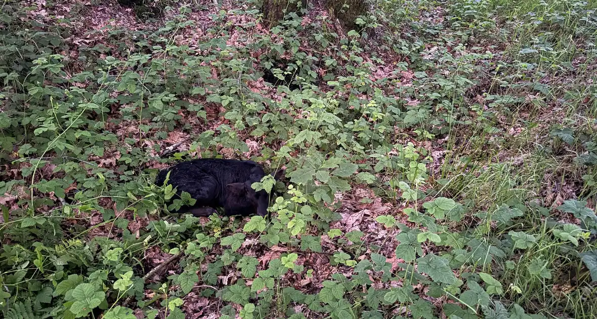 Wandelaars alert bij aantreffen kalf - Foto 6