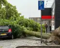 Boom valt op auto's, geen gewonden