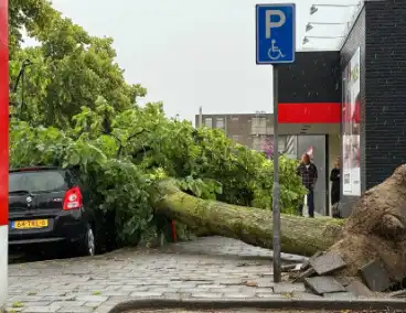Boom valt op auto's, geen gewonden
