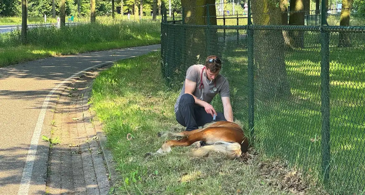 Shetland pony wordt slachtoffer van ongeval op drukke weg