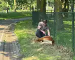 Shetland pony wordt slachtoffer van ongeval op drukke weg