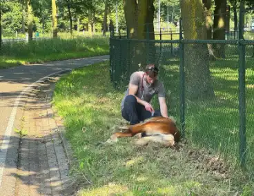 Shetland pony wordt slachtoffer van ongeval op drukke weg