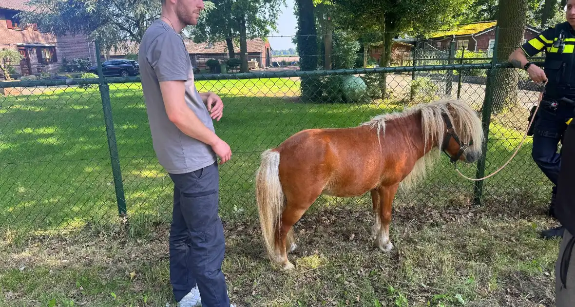 Shetland pony wordt slachtoffer van ongeval op drukke weg - Foto 1