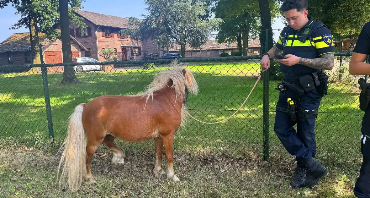 Shetland pony wordt slachtoffer van ongeval op drukke weg - Foto 2