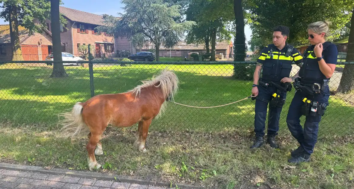 Shetland pony wordt slachtoffer van ongeval op drukke weg - Foto 4