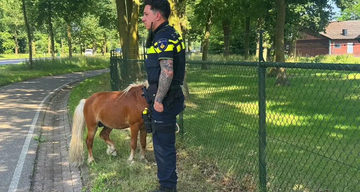 Shetland pony wordt slachtoffer van ongeval op drukke weg - Foto 6