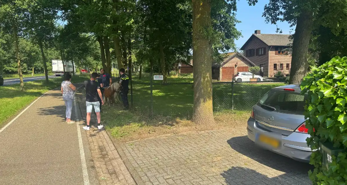 Shetland pony wordt slachtoffer van ongeval op drukke weg - Foto 7