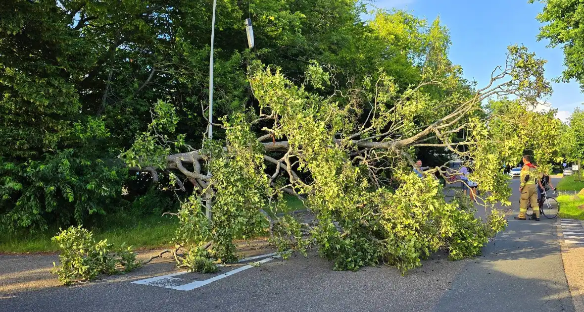 Omgevallen boom blokkeert weg en beschadigt lantaarnpaal - Foto 1