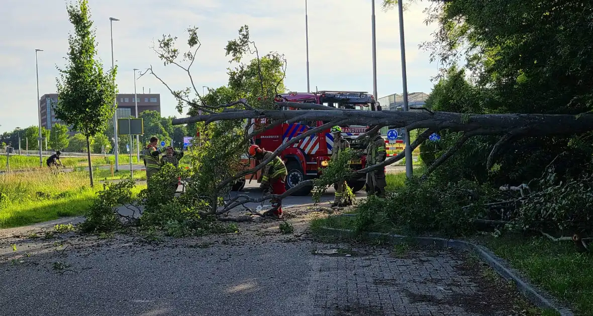 Omgevallen boom blokkeert weg en beschadigt lantaarnpaal - Foto 4