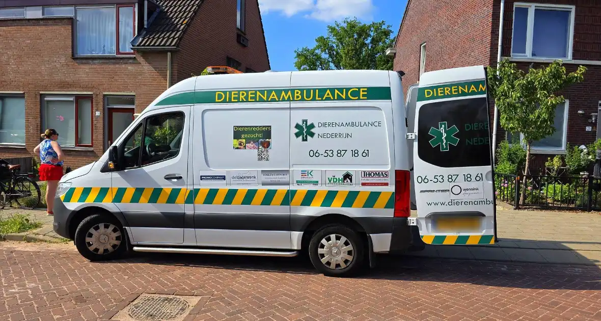 Zwaluw door brandweer bevrijdt uit nestkast
