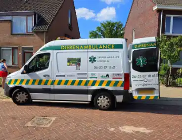 Zwaluw door brandweer bevrijdt uit nestkast
