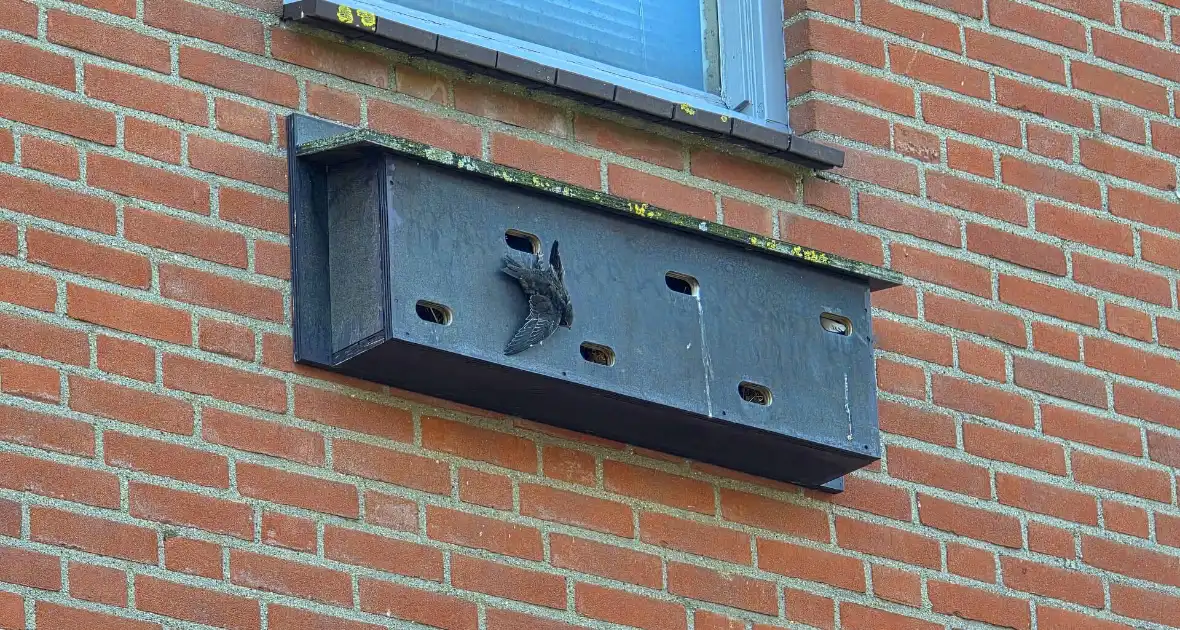 Zwaluw door brandweer bevrijdt uit nestkast - Foto 1