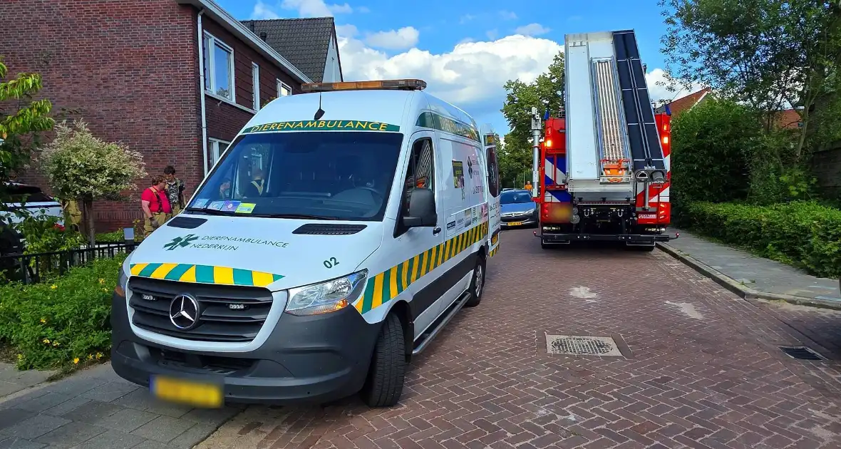 Zwaluw door brandweer bevrijdt uit nestkast - Foto 3