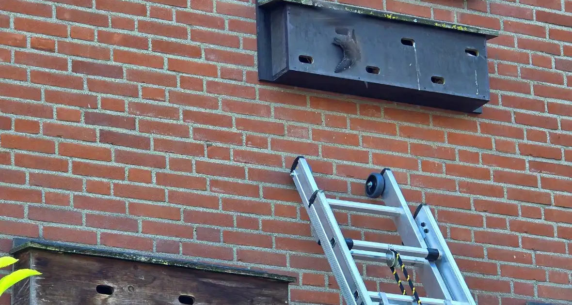 Zwaluw door brandweer bevrijdt uit nestkast - Foto 5