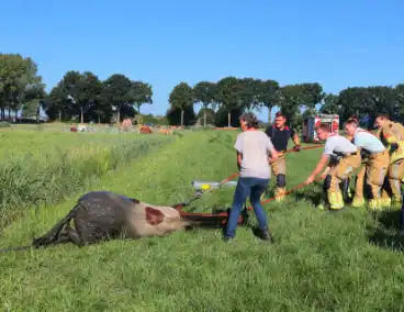 Paard succesvol gered uit sloot
