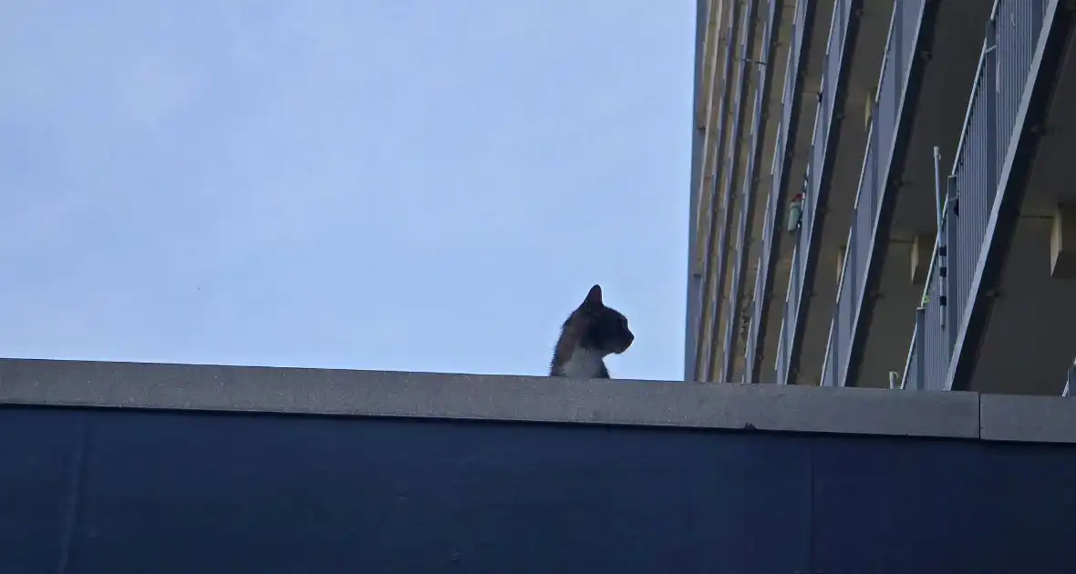 Spannend avontuur voor kat