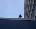 Spannend avontuur voor kat