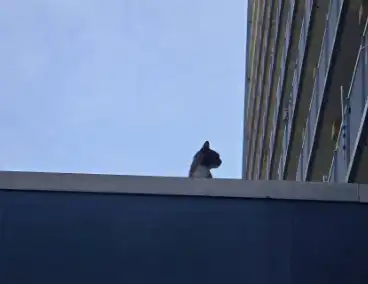 Spannend avontuur voor kat