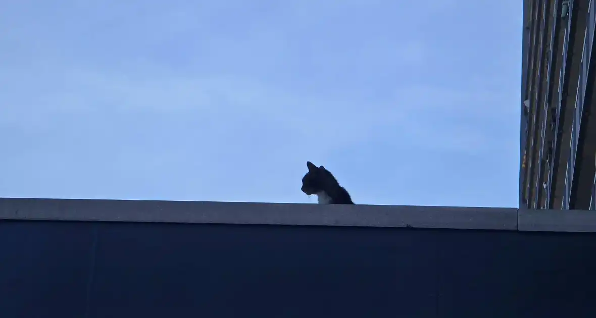 Spannend avontuur voor kat - Foto 1