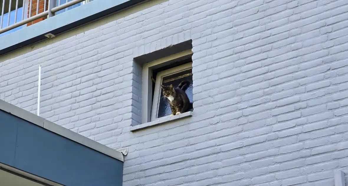 Spannend avontuur voor kat - Foto 3