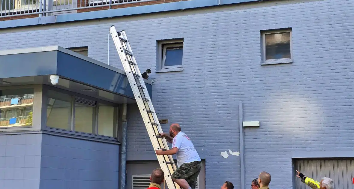 Spannend avontuur voor kat - Foto 7