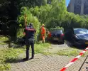 Drie auto's beschadigd door omvallende boom