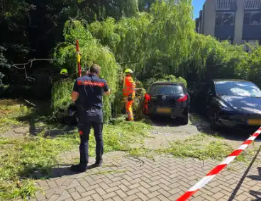 Drie auto's beschadigd door omvallende boom