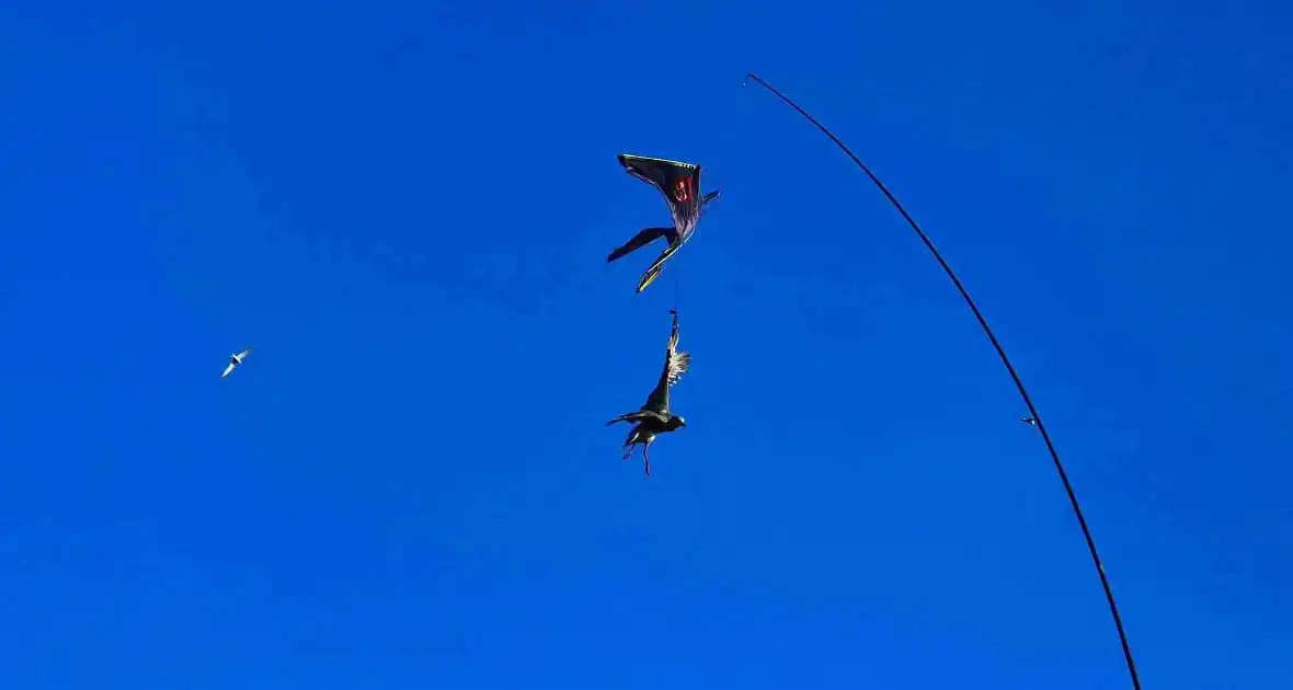 Brandweer bevrijdt vogel uit vlieger